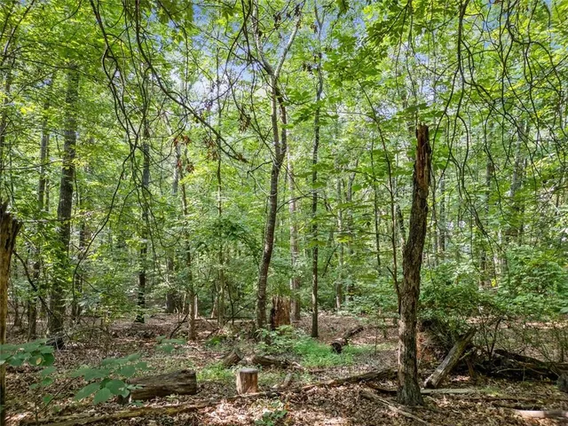 a view of a forest that has large trees