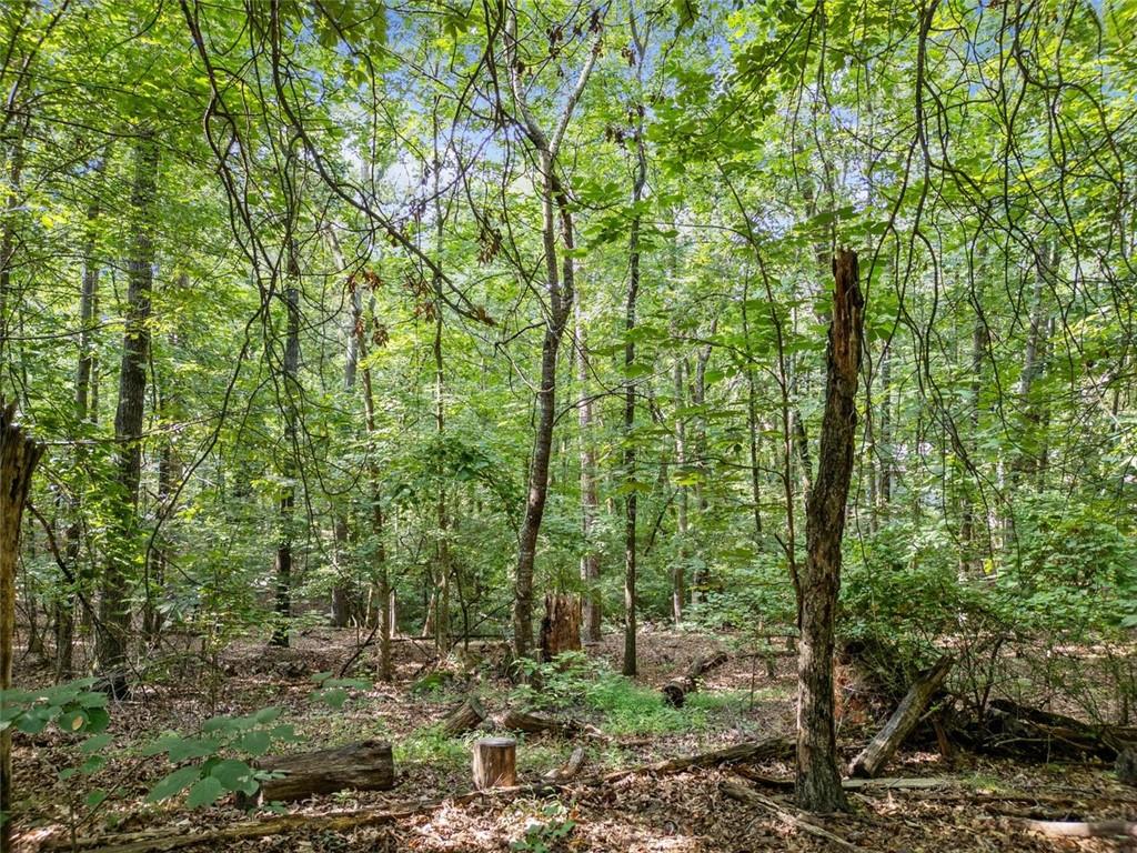 0 Kings Road Gainesville, GA 30506 - Photo 16 of 18 a view of a forest that has large trees