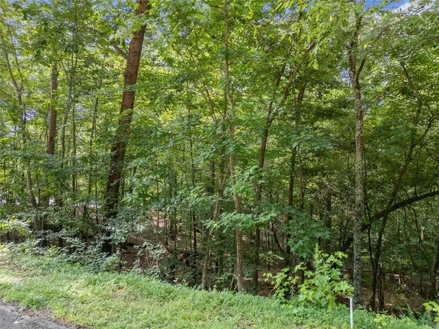 a view of a lush green forest