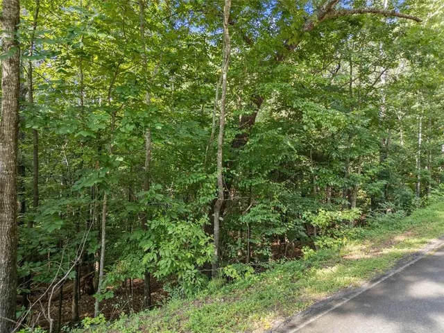a view of a forest with a tree