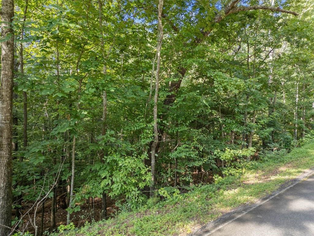 0 Kings Road Gainesville, GA 30506 - Photo 7 of 18 a view of a forest with a tree