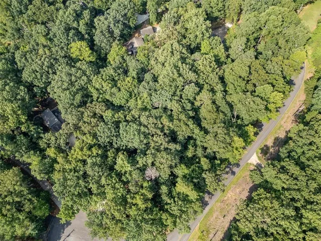 a view of a lush green forest