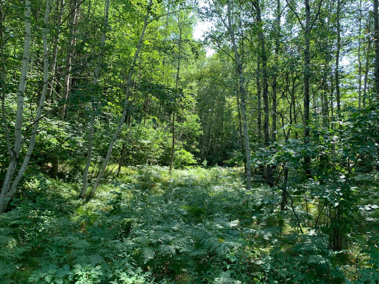 On Woodboro Heights Road, Unit 5 87 ACRES Rhinelander, WI 54501 - Photo 3 of 15 Gallery Image 3