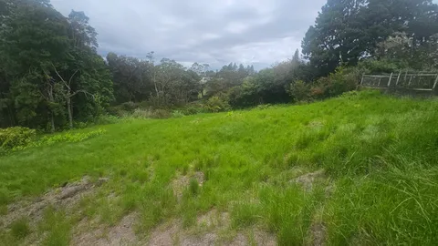 a view of a yard with a tree