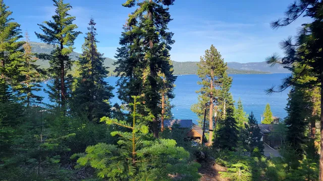 a view of a garden with plants