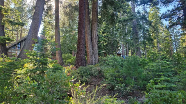 a view of outdoor space and trees