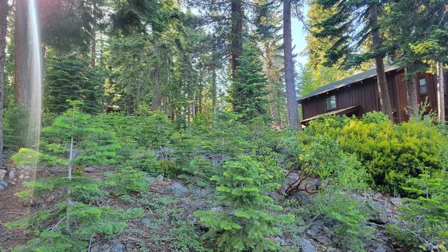 a view of a lush green forest