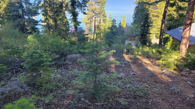 a view of a forest with trees