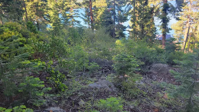 a view of a forest that has a tree