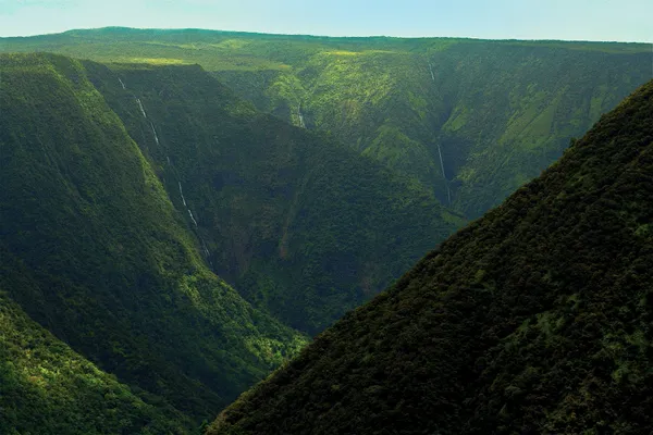 a view of a lush green forest with a sink