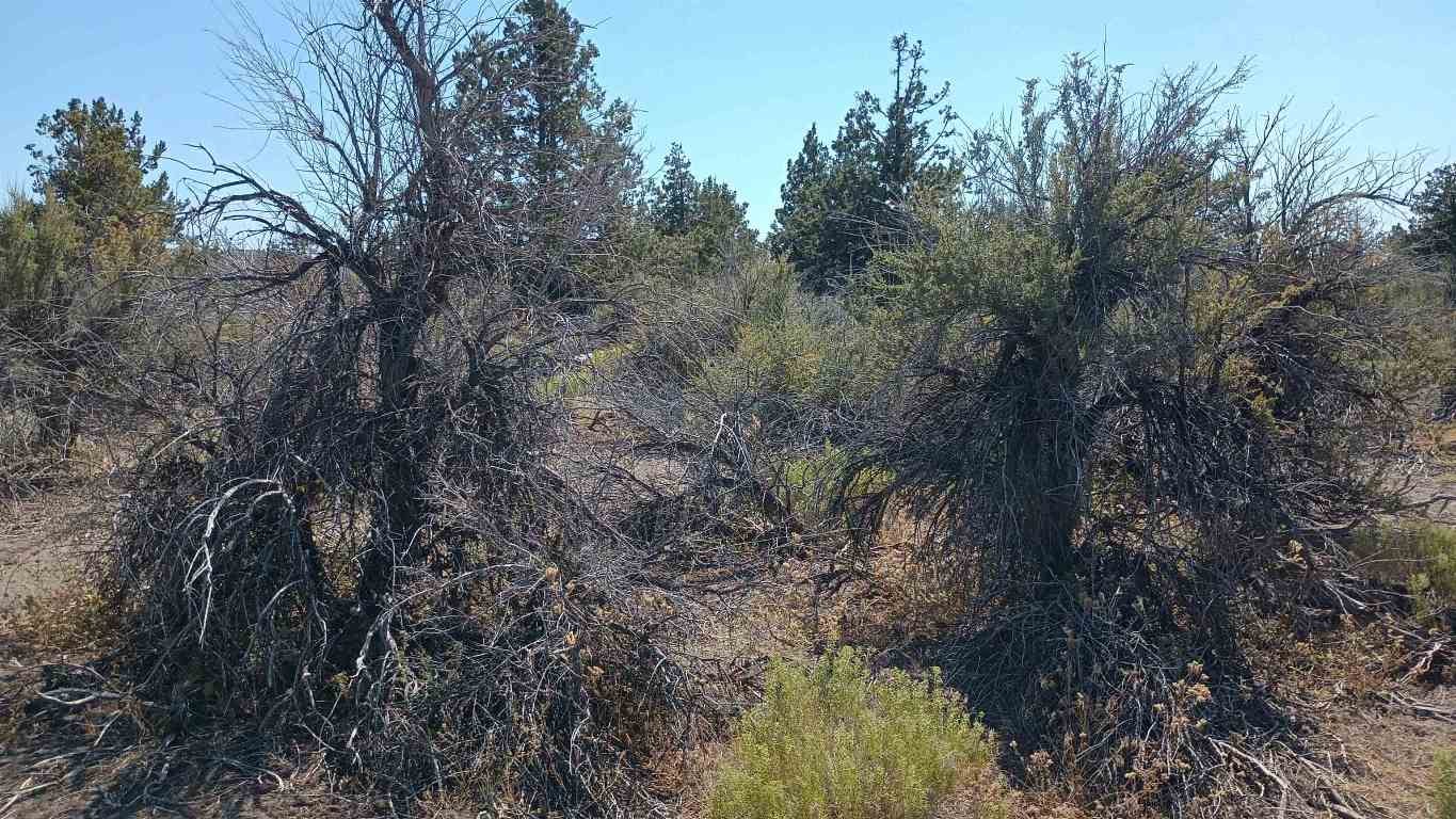 17 Stewart Road Montague, CA 96064 - Photo 5 of 5 Gallery Image 5
