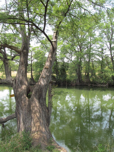 320 North Queen Bee Ingram, TX 78025 - Photo 36 of 38