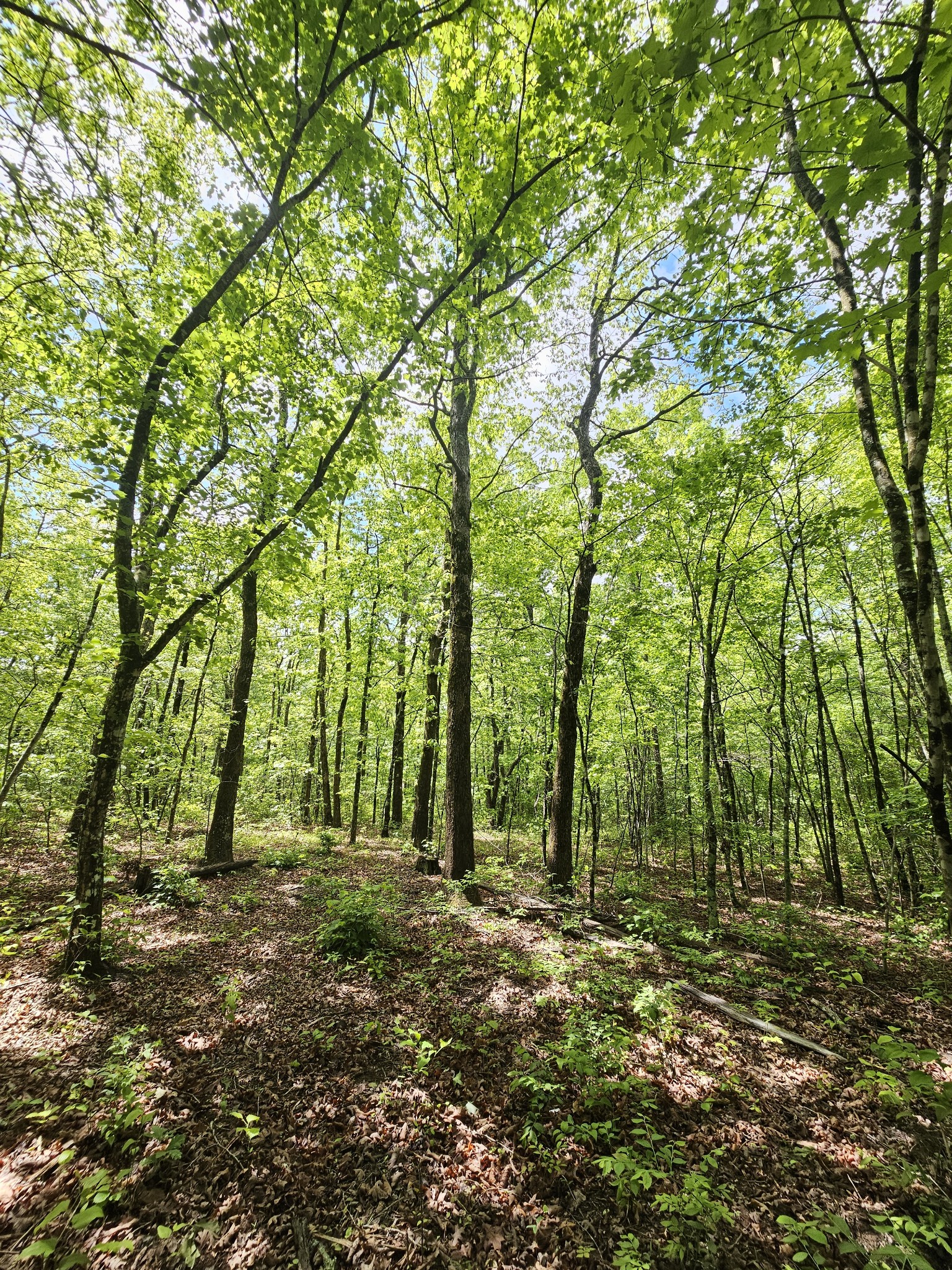 488 Hunters Trail Way Altamont, TN 37301 - Photo 11 of 37