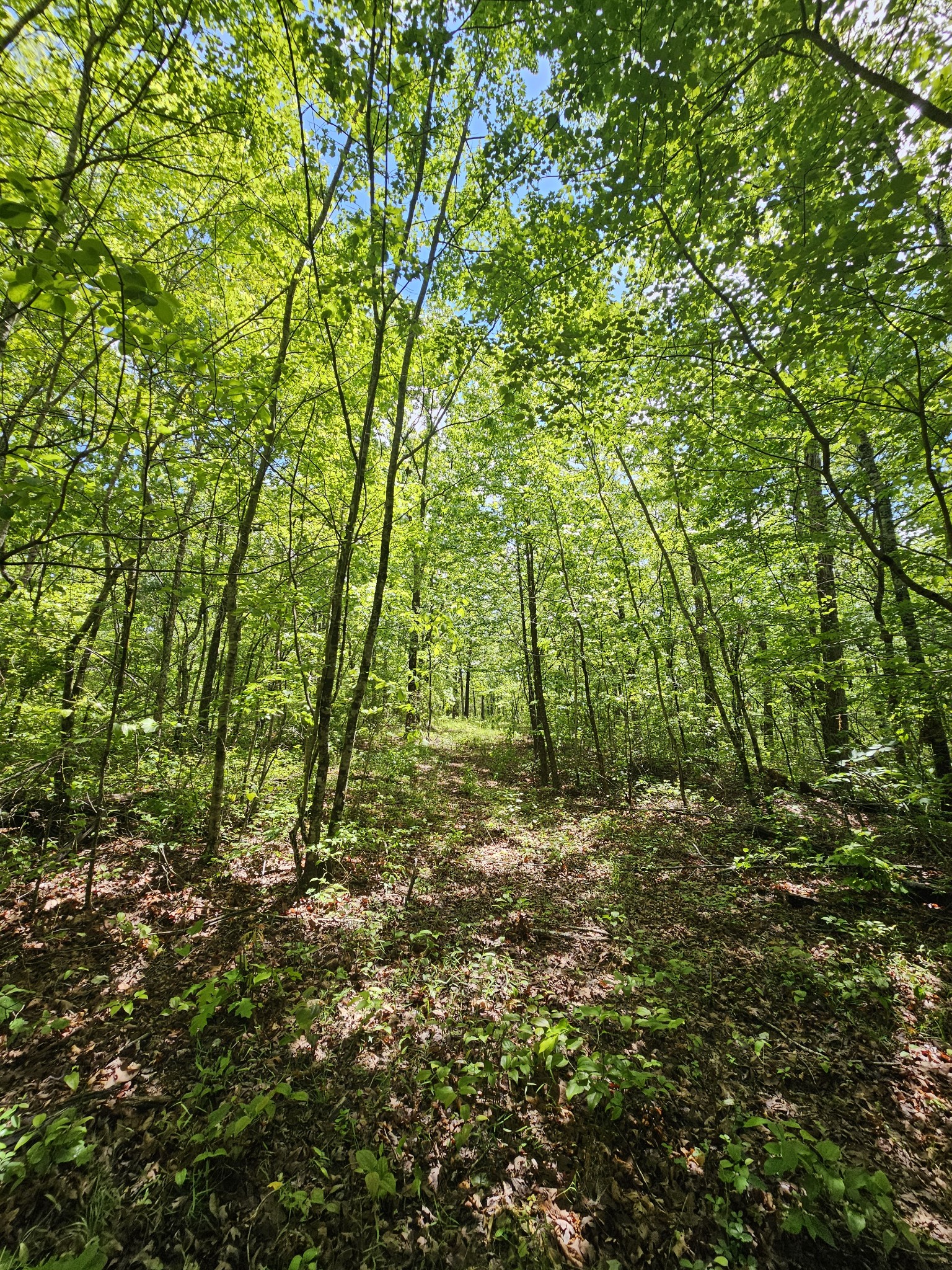 488 Hunters Trail Way Altamont, TN 37301 - Photo 10 of 37