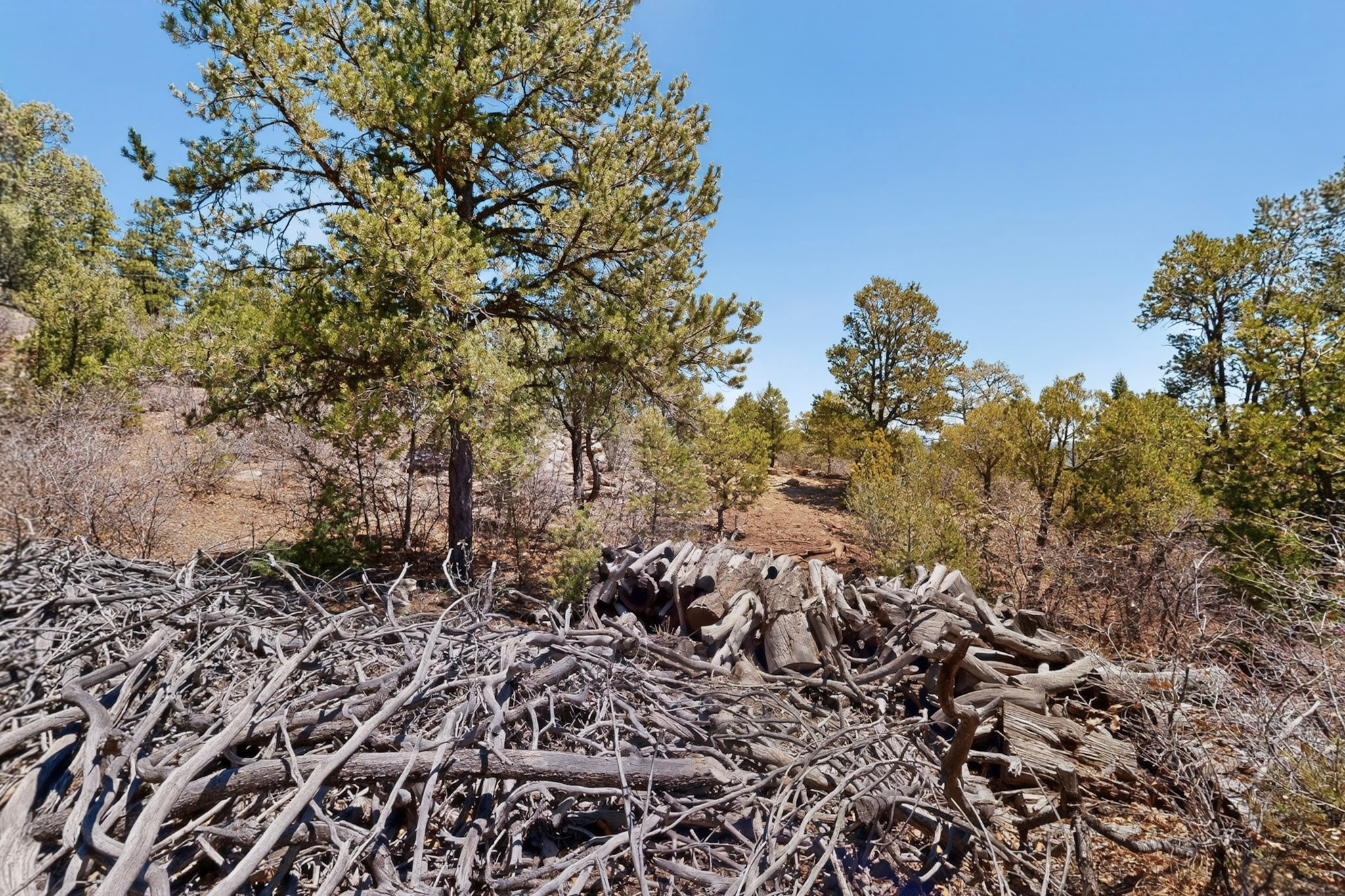 30 Monte La Cueva Road Glorieta, NM 87535 - Photo 68 of 91 Firewood, all cut and ready for a fireplace