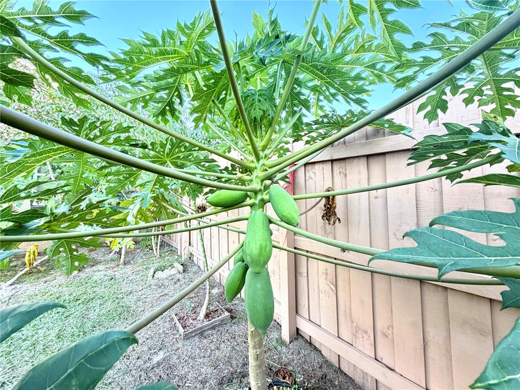 411 Parson Brown Way Longwood, FL 32750 - Photo 31 of 48 a view of outdoor space with wooden deck and outdoor seating