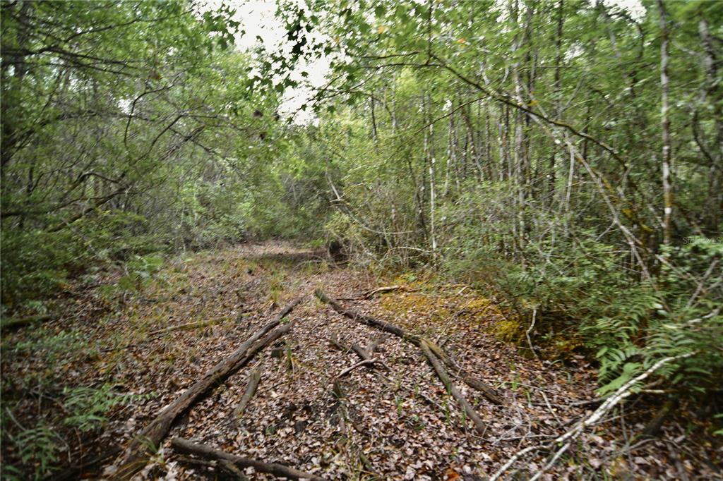 Sweet Gum Road Glen St. Mary, FL 32040 - Photo 15 of 44