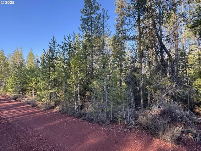 a view of a forest with trees in the background
