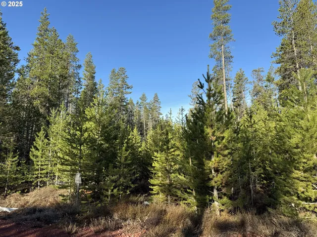a view of a tree in a yard