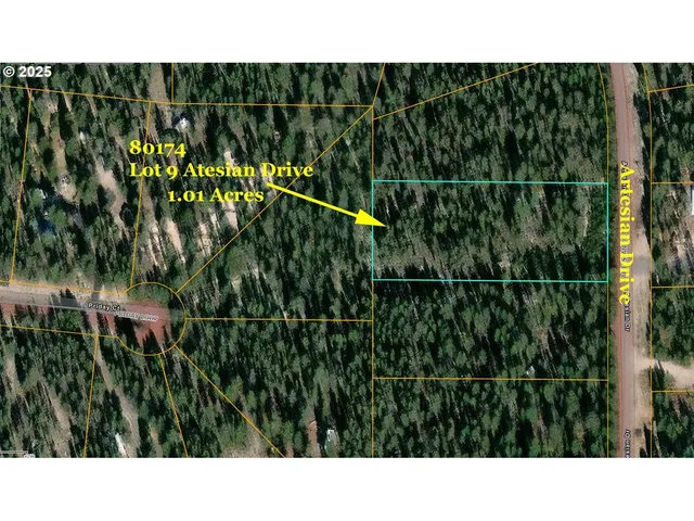 a open area with lots of trees