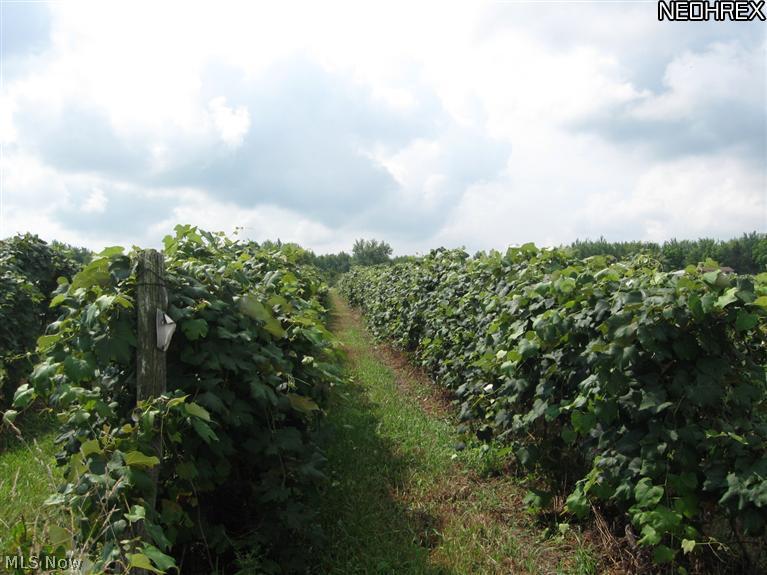 5631 Ledge Road Madison, OH 44057 - Photo 12 of 25 many nice rows of grapes, mostly concord, some niagra ,aggawan and cataba , and some of reisling, pinot, cabernet franc, and vidal, and more i am sure i may be forgetting but some of these have been established over 150 years ago and are in great shape and do not need to be torn out. This farm has been well cared for and maintained. A must see to appreciate the value and the frost free and the free gas heat and royalties .