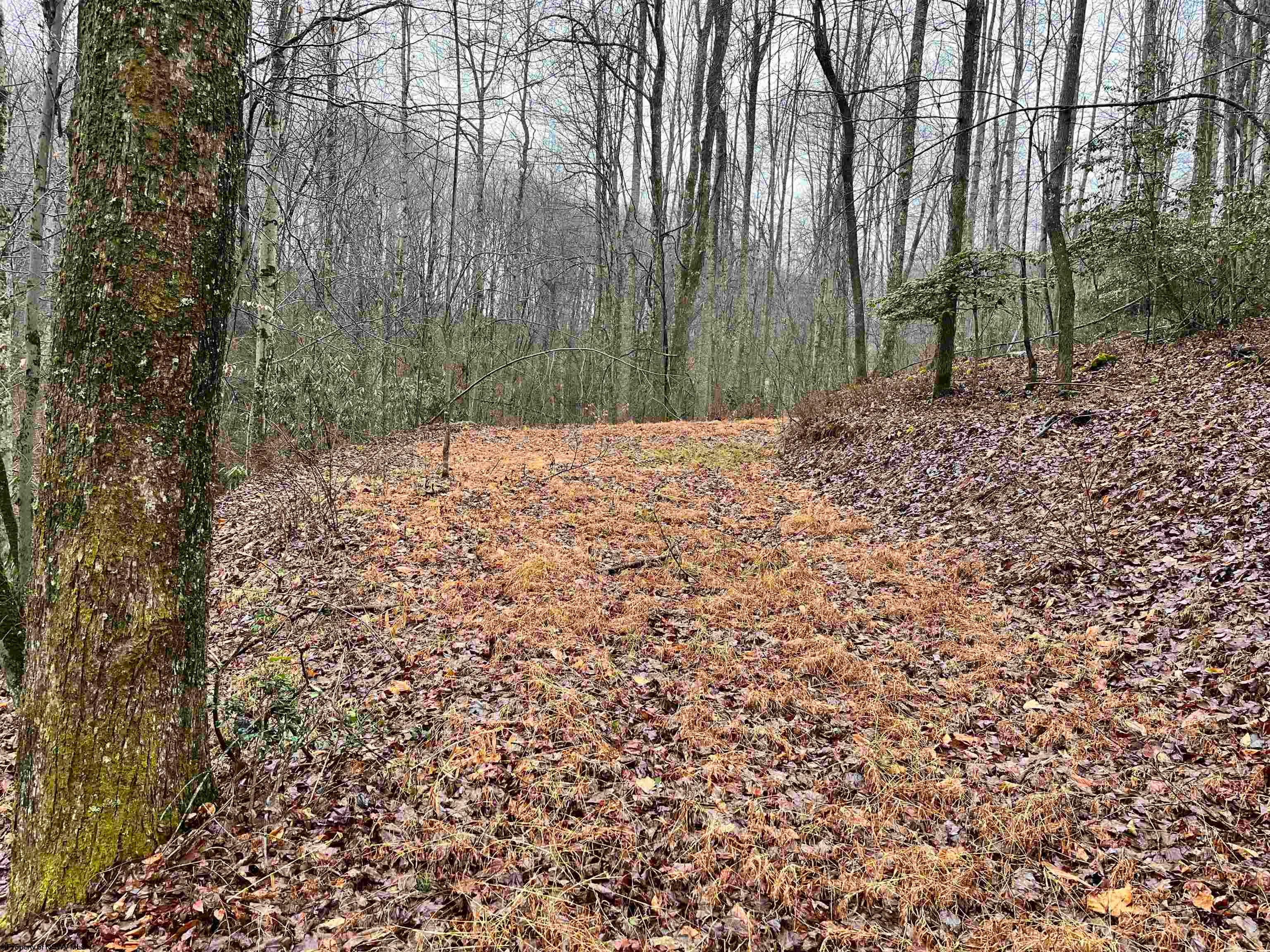 9179 Alexander Road French Creek, WV 26218 - Photo 41 of 50 Gallery Image 41