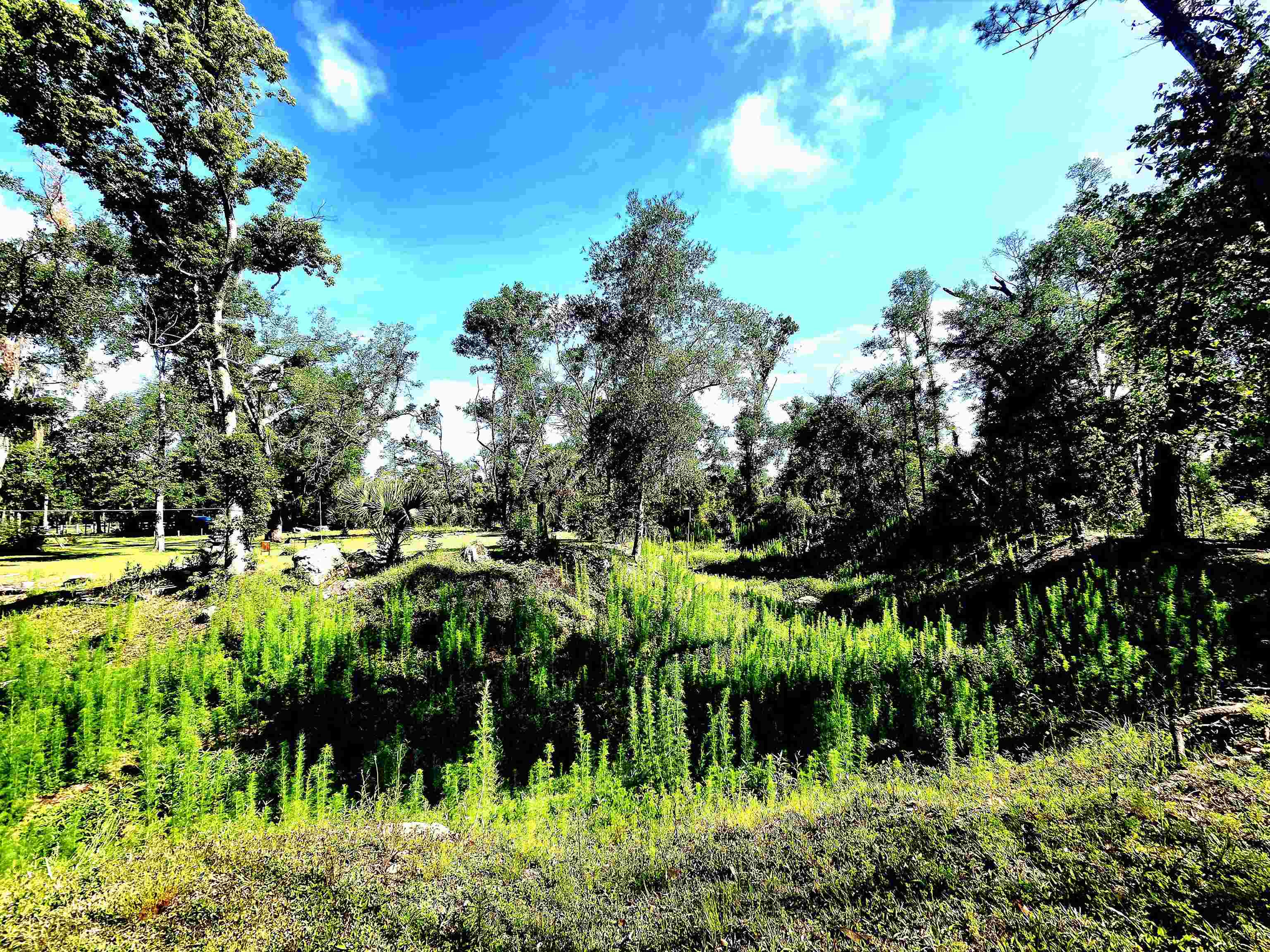585 Mangum-Close Road Perry, FL 32347 - Photo 23 of 56