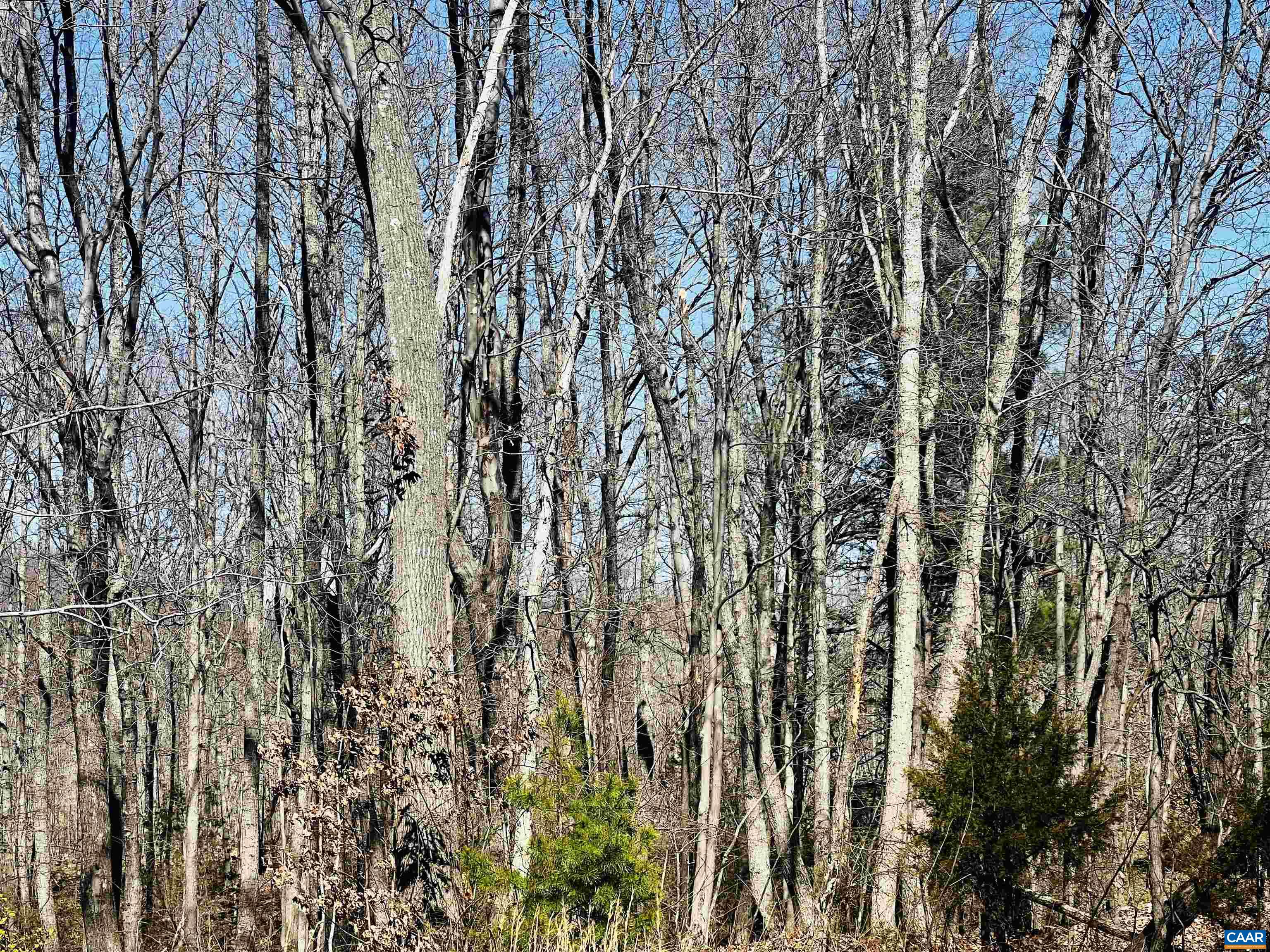 2753 Ridge Road Arvonia, VA 23004 - Photo 15 of 16 a view of a yard with a tree