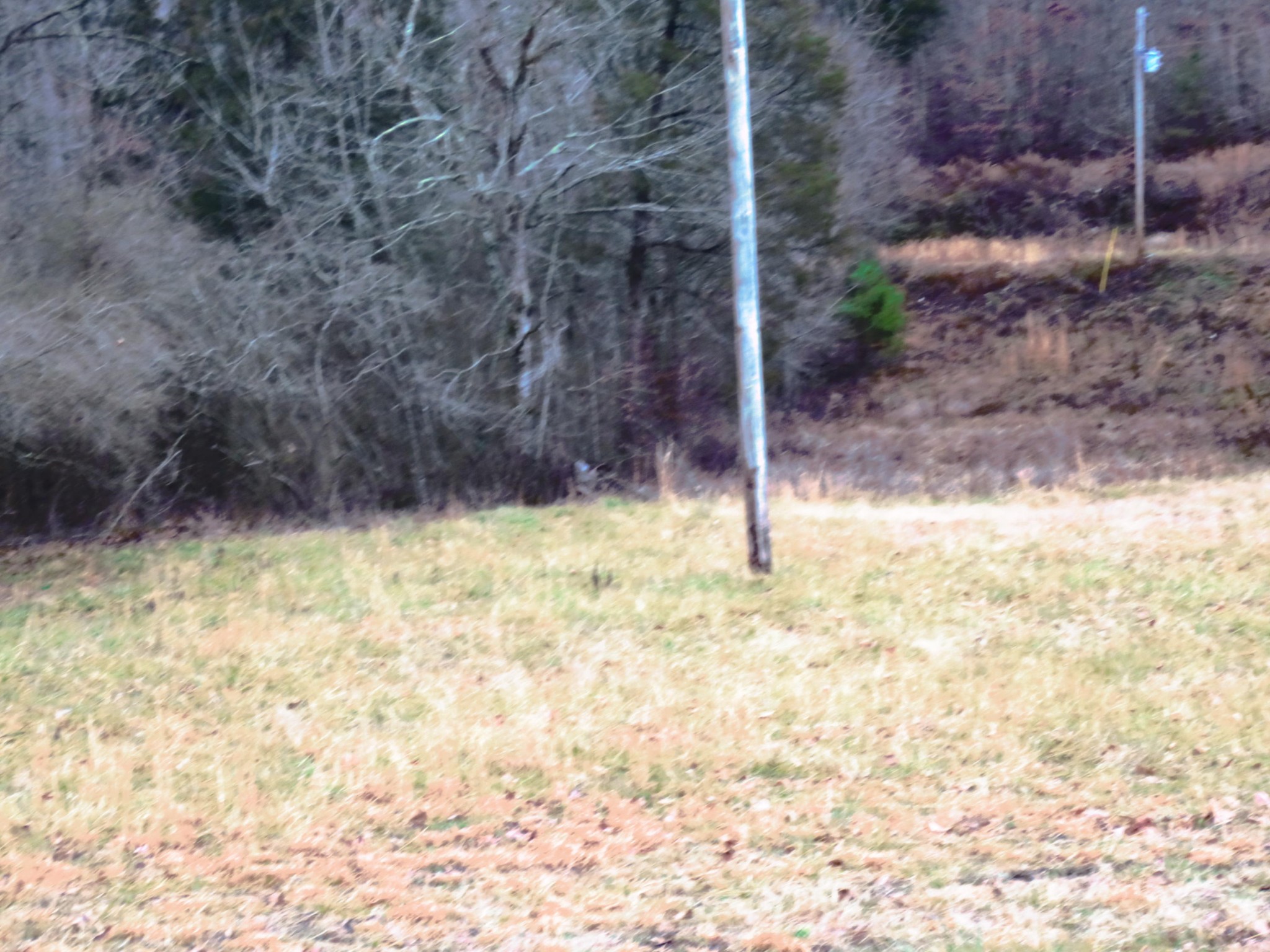 1 County Road 181 Decatur, TN 37322 - Photo 6 of 8