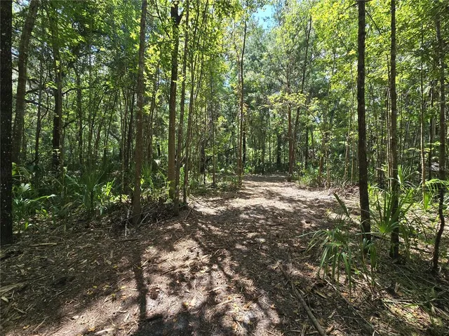 a view of a forest with trees in the background