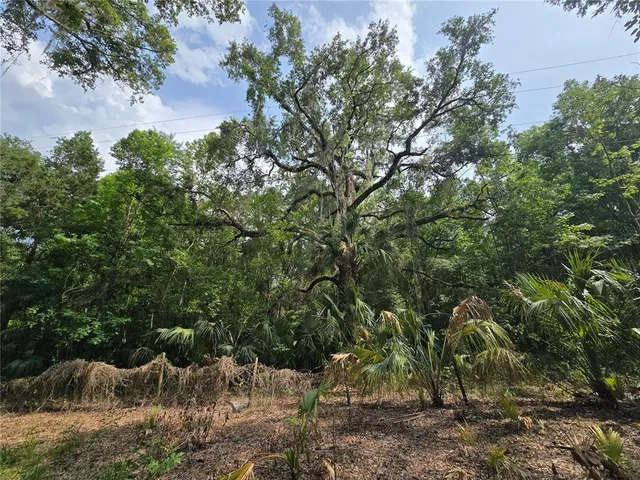 a view of a yard with a tree