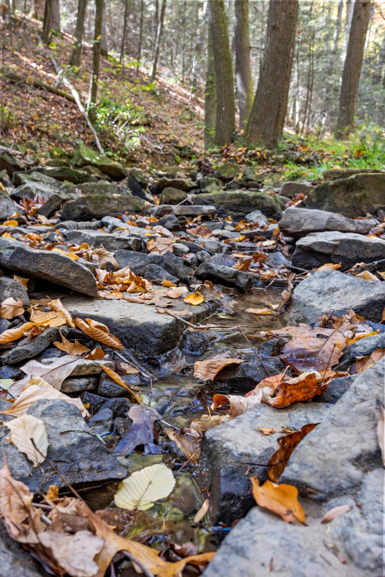 2424 Corral Road Signal Mountain, TN 37377 - Photo 16 of 28 06-2M6A9959