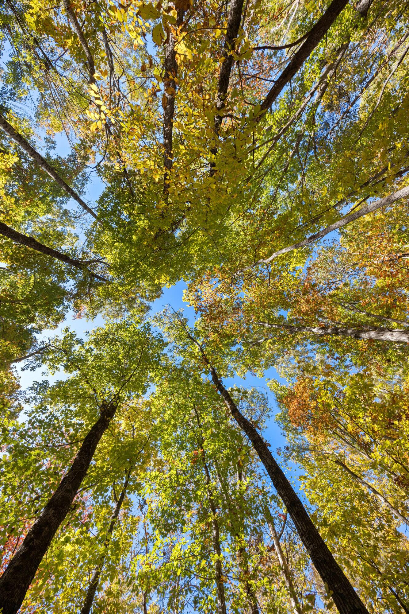 2424 Corral Road Signal Mountain, TN 37377 - Photo 19 of 28 02-2M6A9930