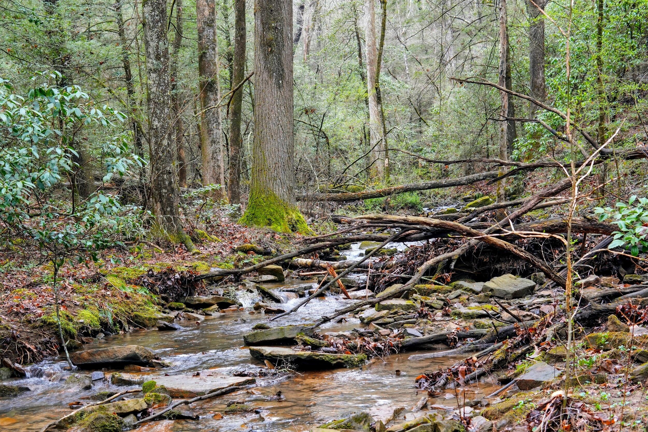 2424 Corral Road Signal Mountain, TN 37377 - Photo 5 of 28 photo_004