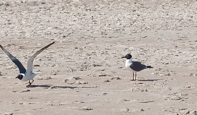 $399,000 | 2700 Mizell Avenue, Unit 406B, Fernandina Beach, FL 32034