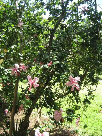 $1,750 | 5162 Northeast 6th Avenue, Unit 317, Oakland Park, FL 33334