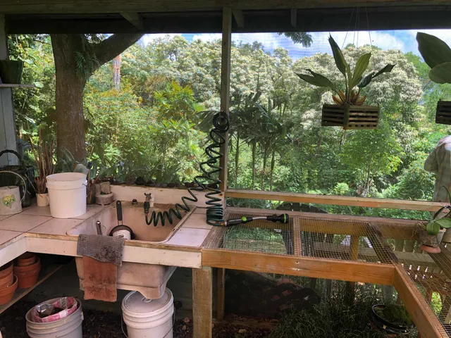 a view of a garden with plants