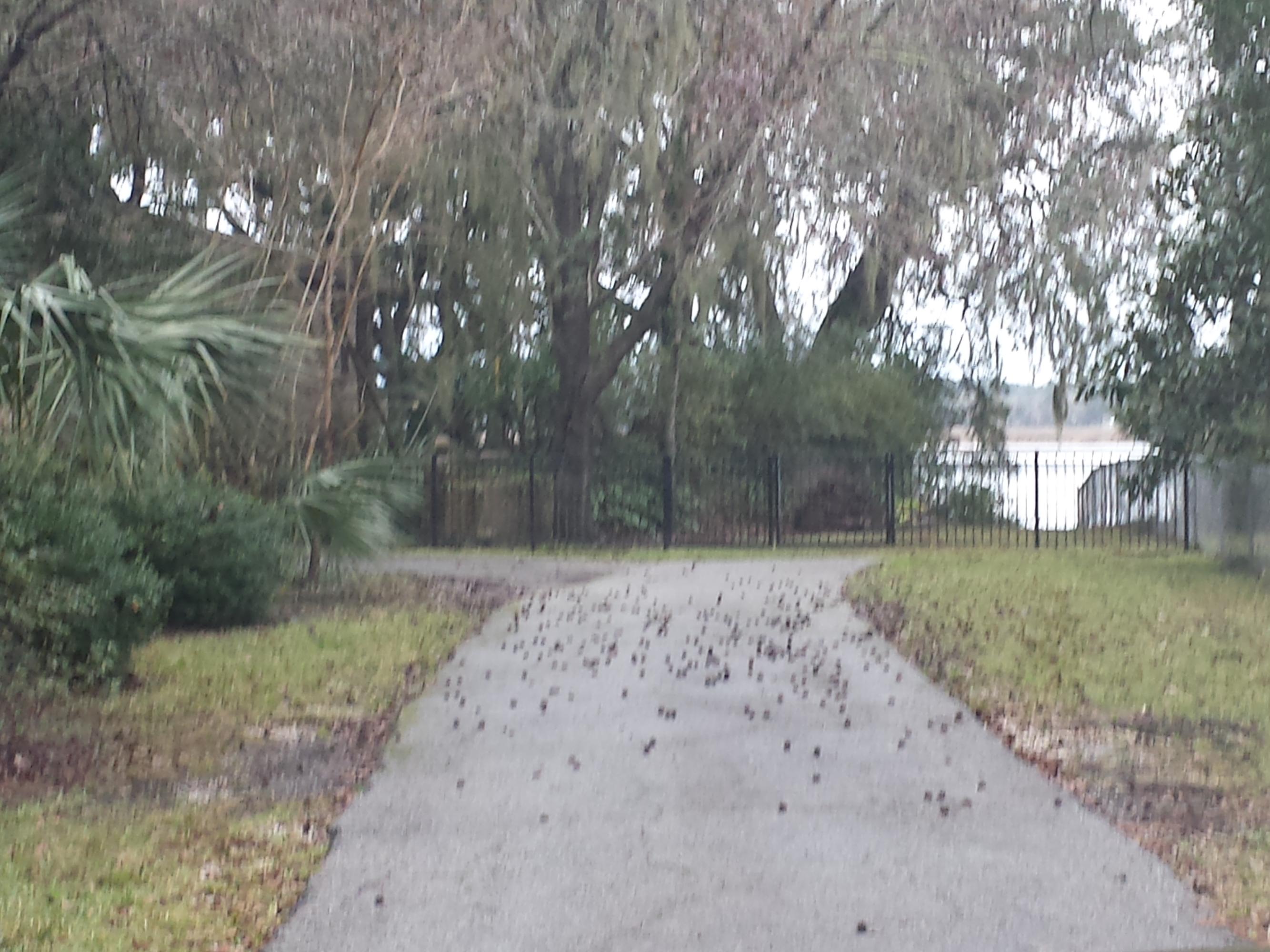 4872 Lambs Road North Charleston, SC 29418 - Photo 44 of 45 2016-01-15 15