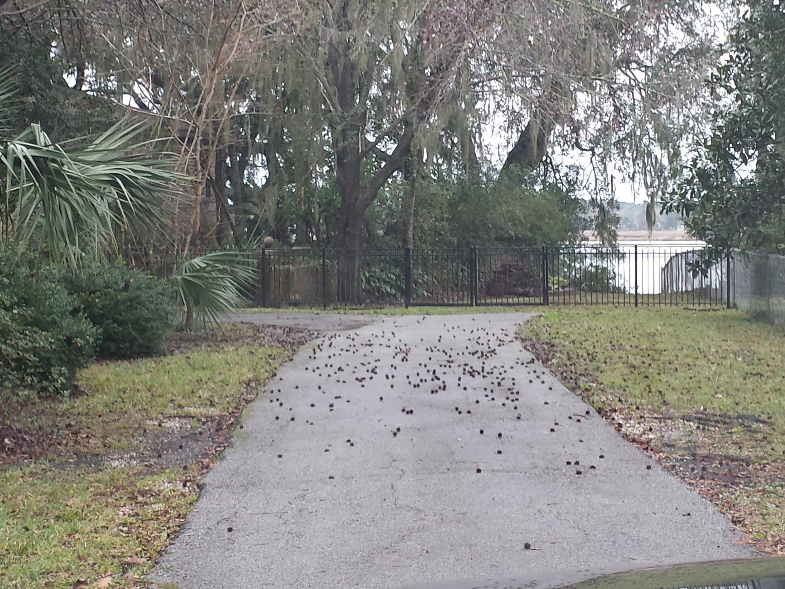 4872 Lambs Road North Charleston, SC 29418 - Photo 45 of 45 2016-01-15 15