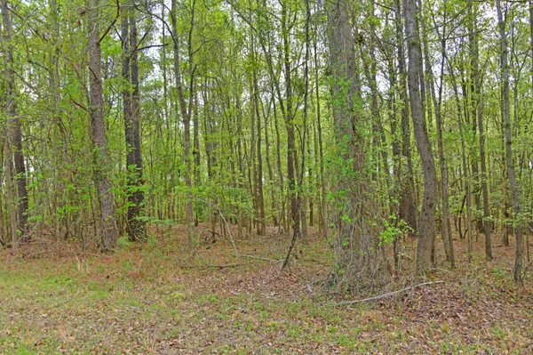 $35,000 | 0 Ridgelake(lot 35) Circle, St. Matthews, SC 29135