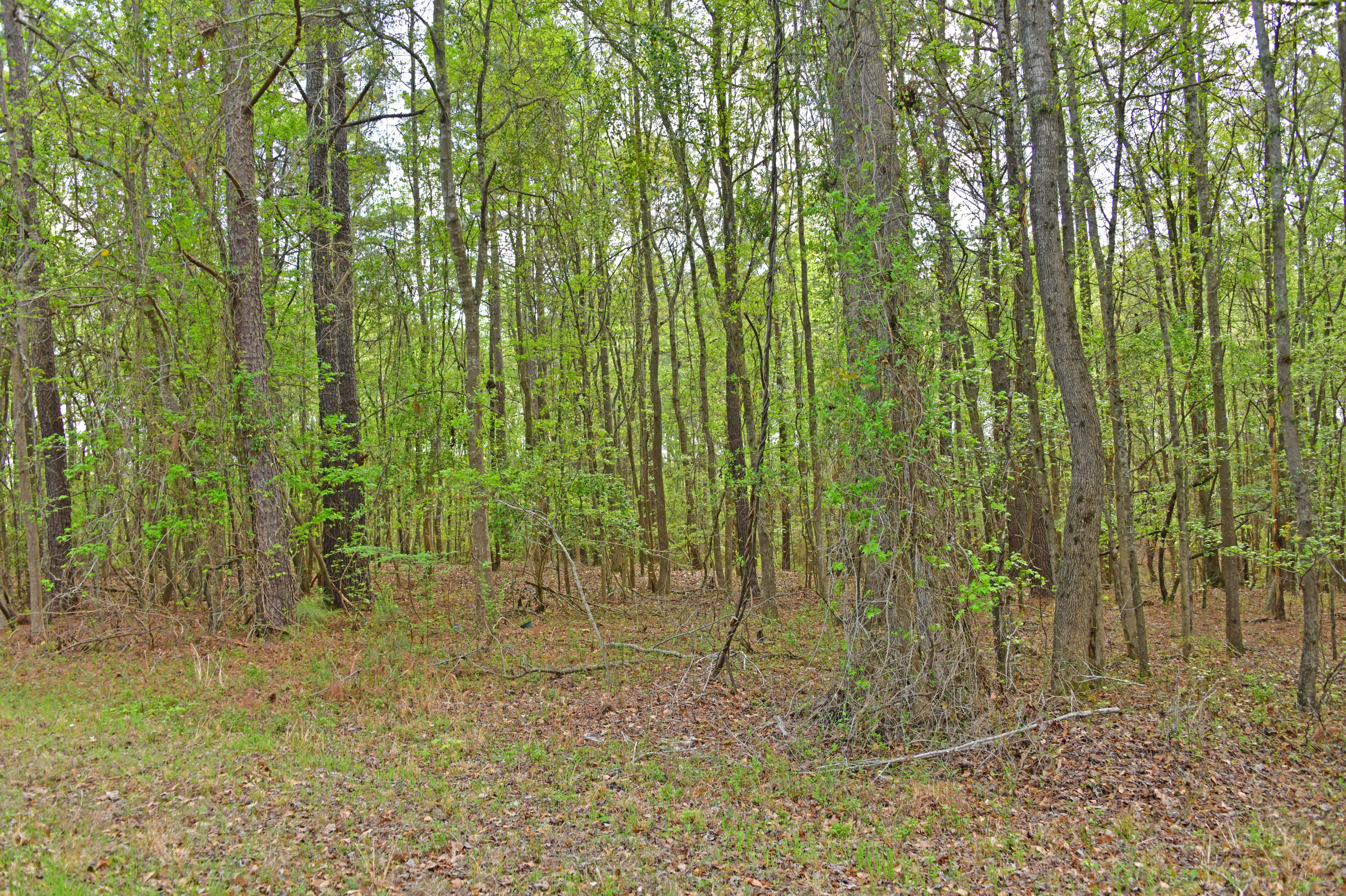 0 Ridgelake(lot 35) Circle St. Matthews, SC 29135 - Photo 2 of 3 Ridgelake Cir lot 35.2