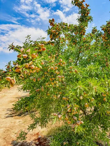 $2,700,000 | 2457 East Clarkson Avenue, Selma, CA 93662