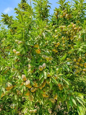 $2,700,000 | 2457 East Clarkson Avenue, Selma, CA 93662