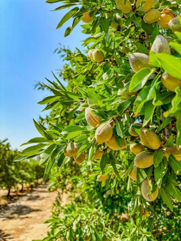 $2,700,000 | 2457 East Clarkson Avenue, Selma, CA 93662