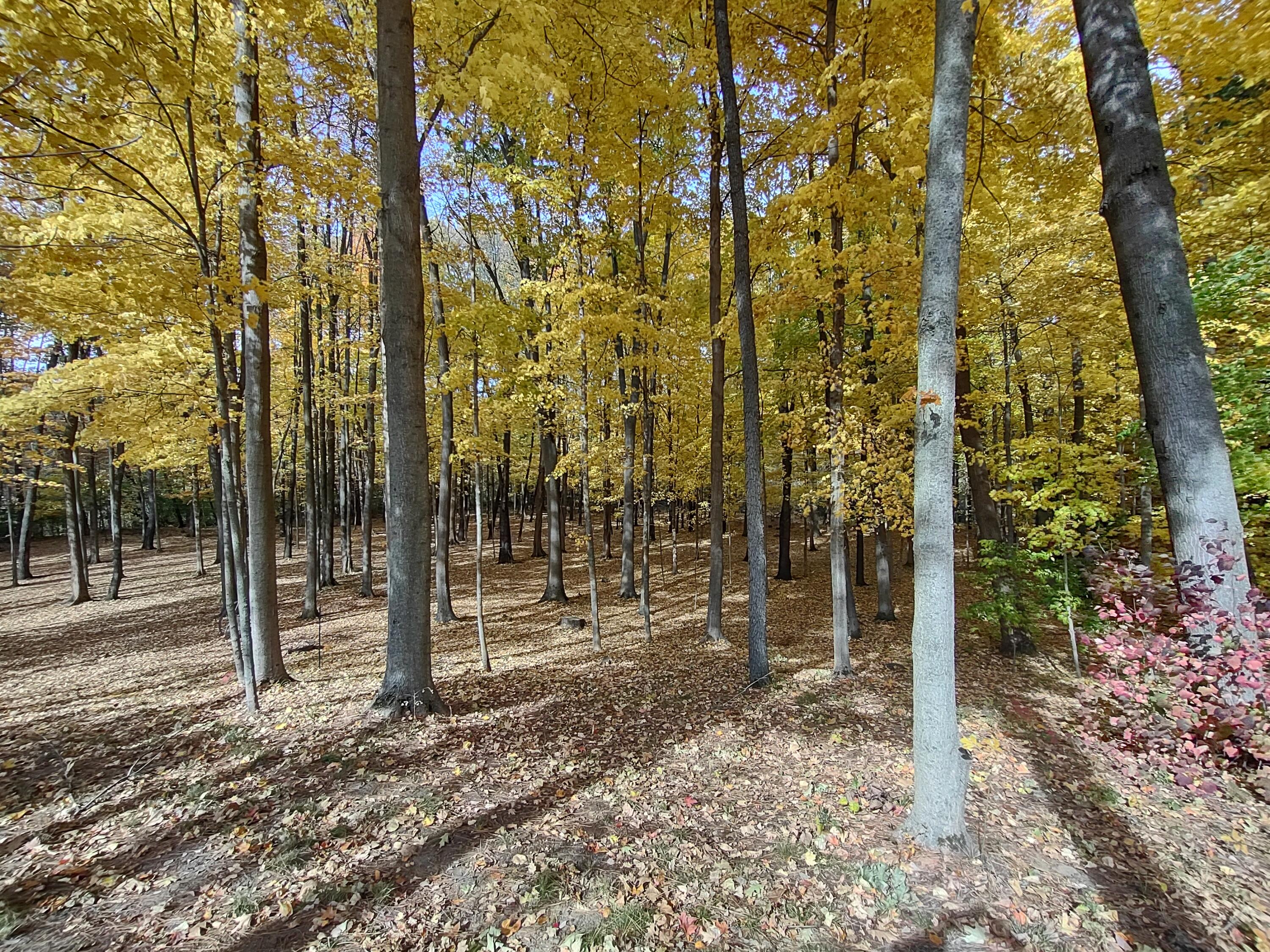 2945 Chamberlain Road Buchanan, MI 49107 - Photo 36 of 42 IMG_20221024_133846463_HDR