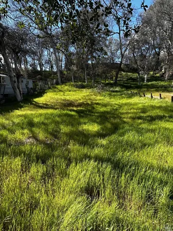 a view of a yard with a tree