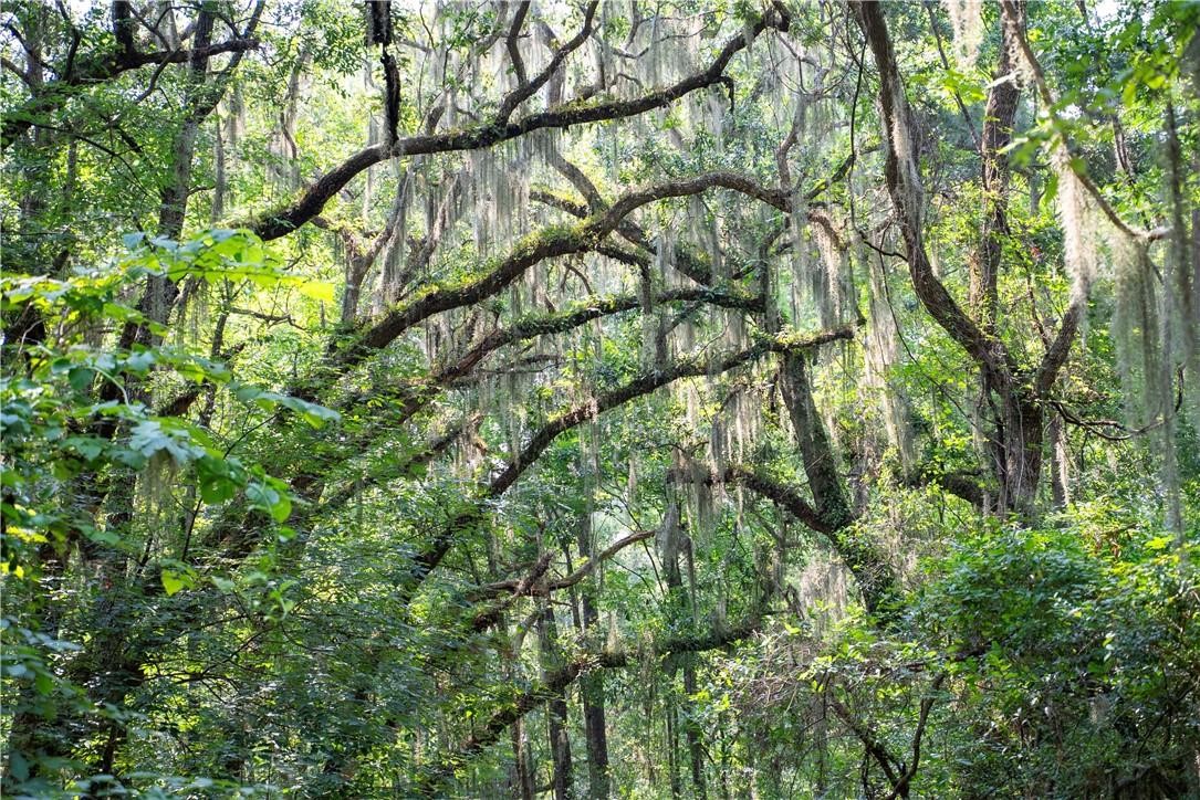 1304 Old Smokey Crescent Townsend, GA 31331 - Photo 3 of 14