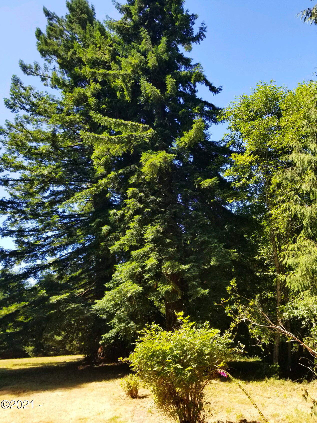 3204 North Bayview Road Waldport, OR 97394 - Photo 59 of 69 Trees