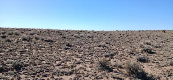 a view of a dry field with a tree in the background
