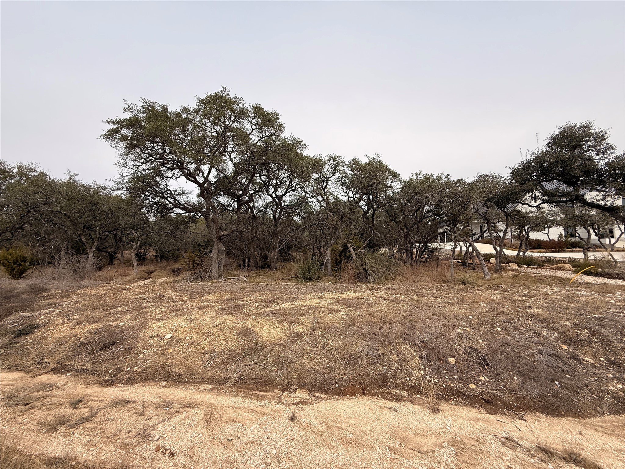 676 Annabelle Avenue Bulverde, TX 78163 - Photo 1 of 16 a view of a yard with a tree